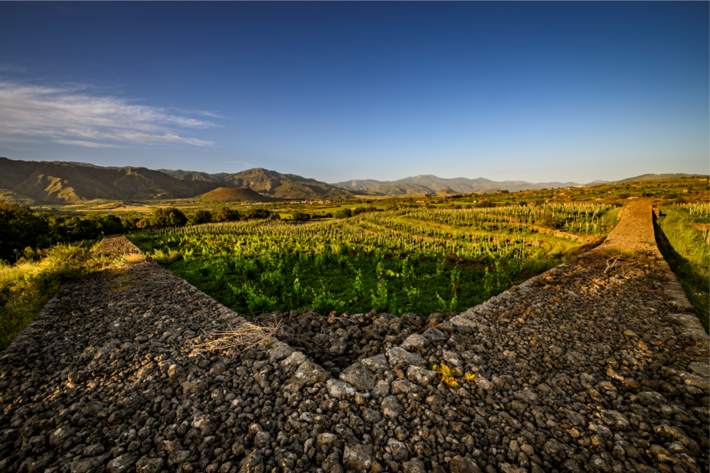 The vineyards of Dimora Cottanera