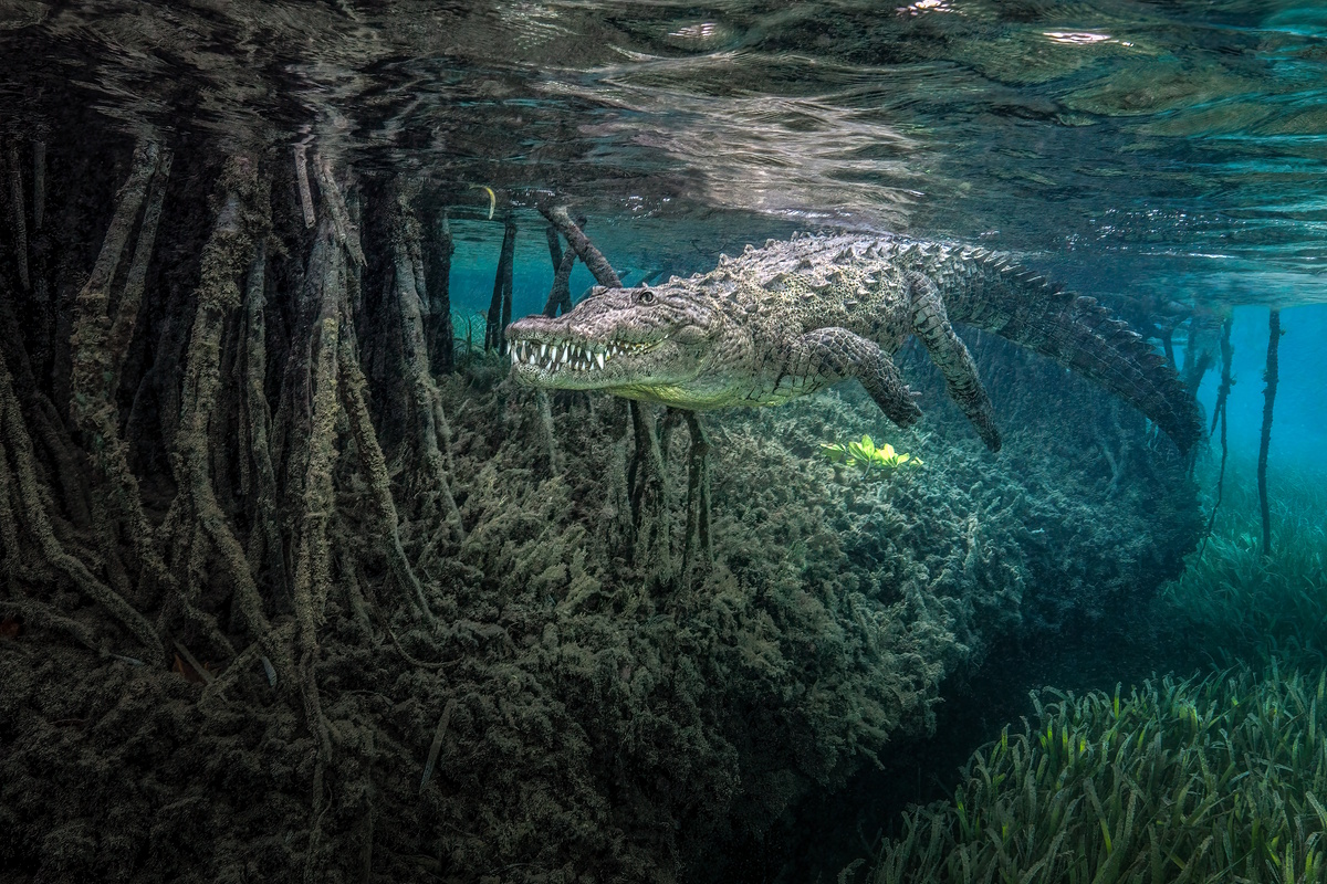 Amerikanisches Krokodil unter Wasser vor Kuba, fotografiert von Jenny Stock